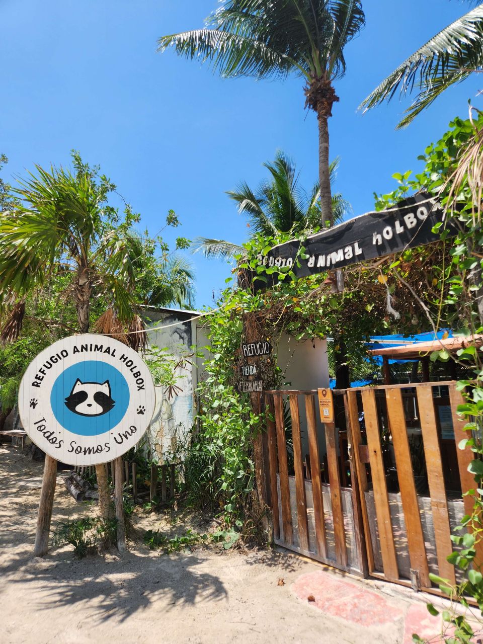 Refugio Animal Holbox ein Ort voller Hoffnung Refugio Animal Holbox ein Ort voller Hoffnung