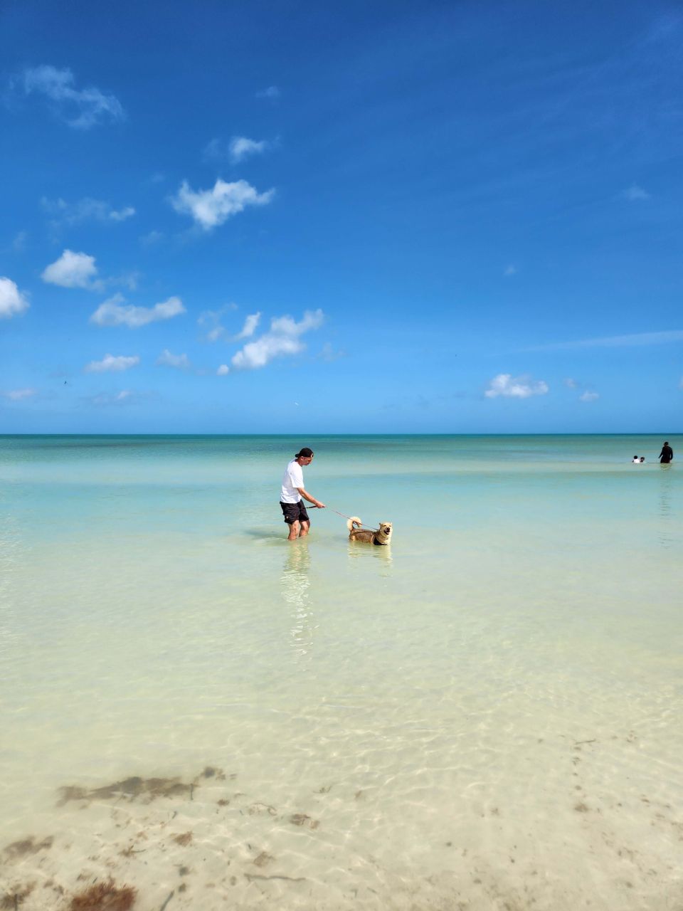 Refugio Animal Holbox mit Hund im Meer Refugio Animal Holbox mit Hund im Meer