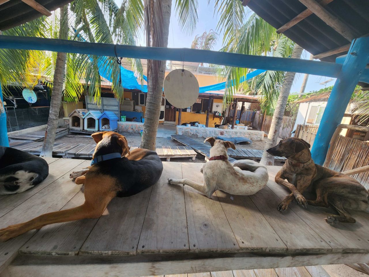 Refugio Animal Holbox Behind the Scenes