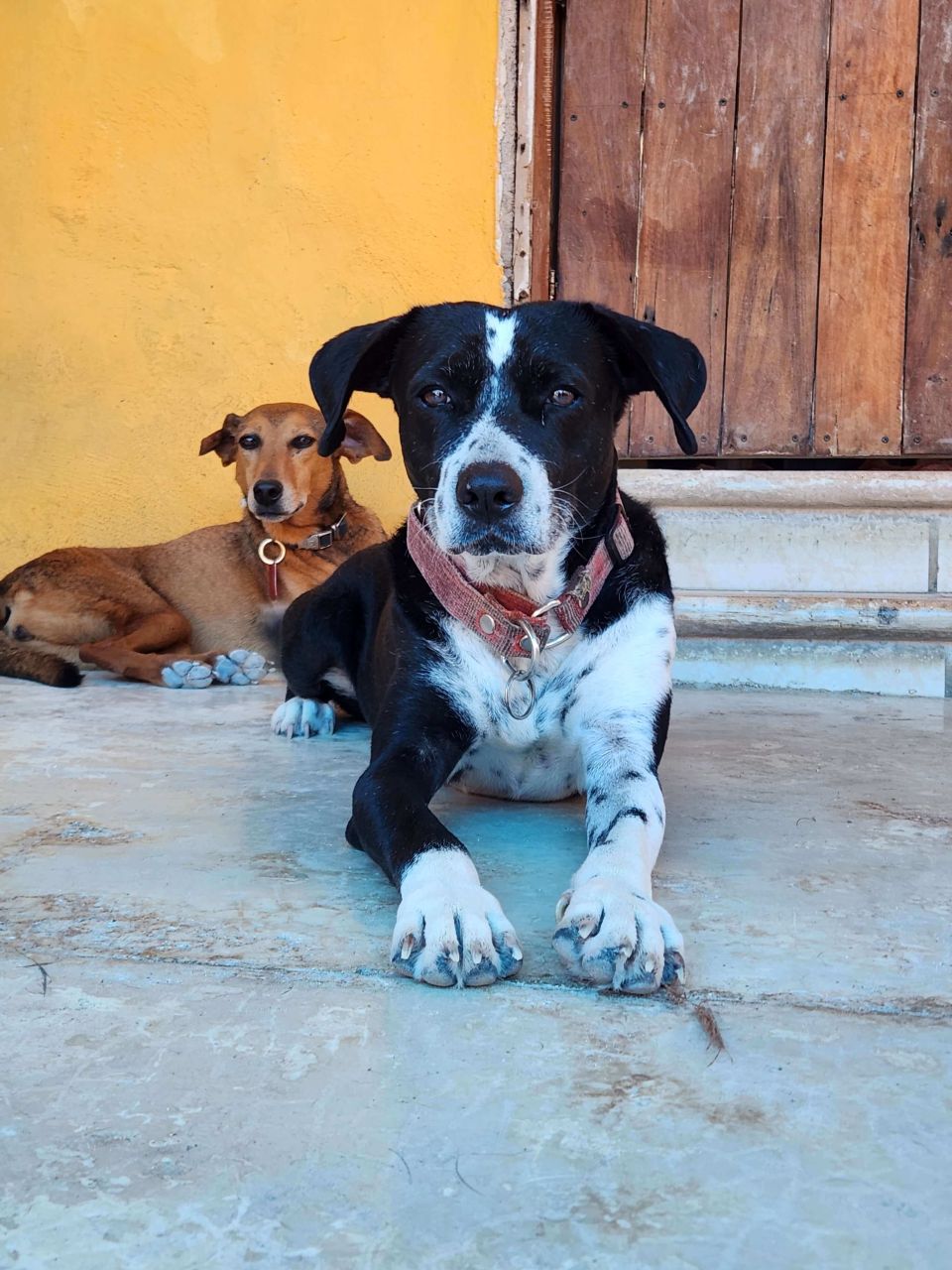 Refugio Animal Holbox Domino