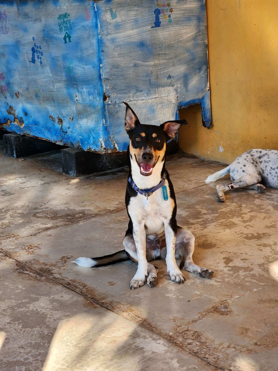 Refugio Animal Holbox Hachi