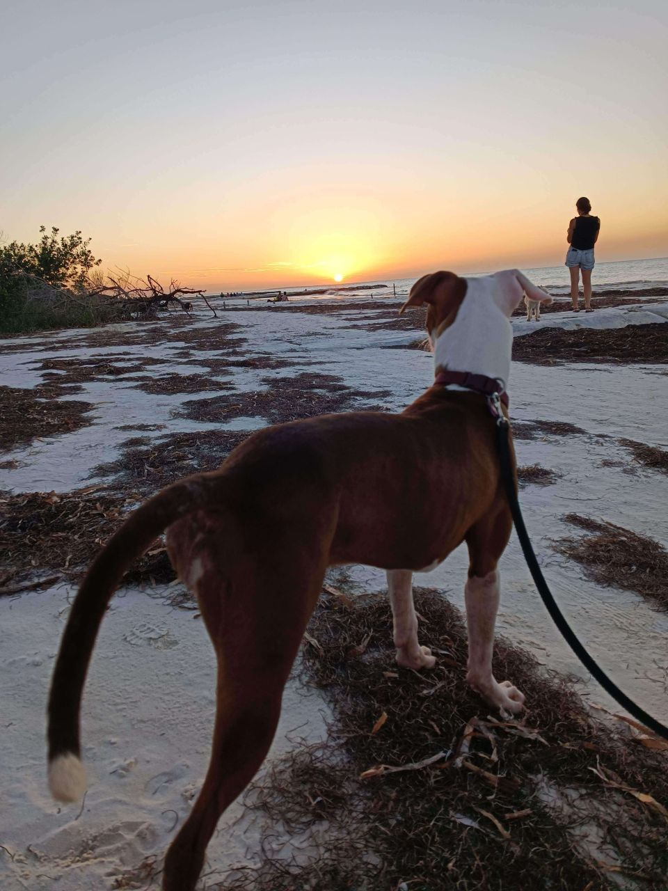 Refugio Animal Holbox Maya at sunset