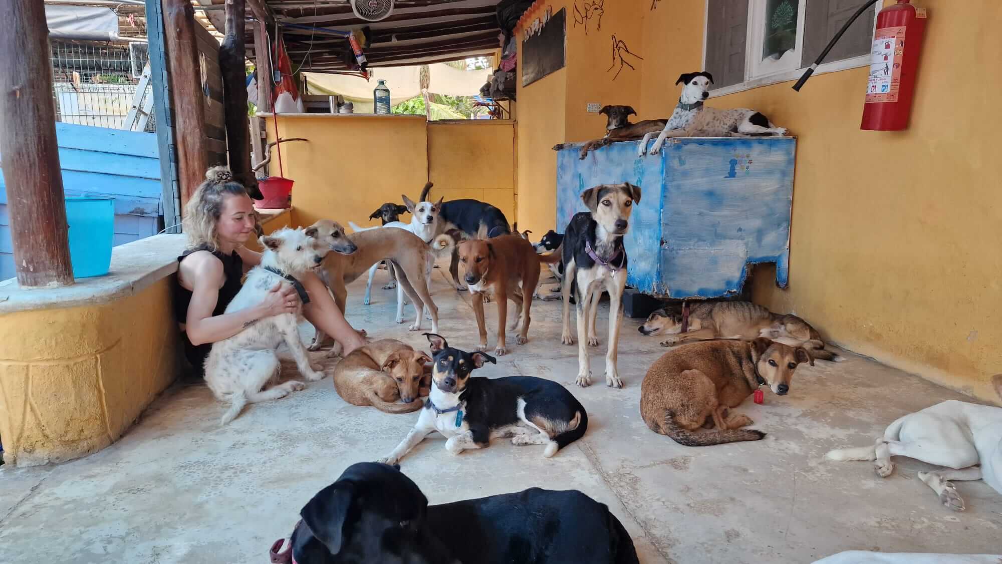 Refugio Animal Holbox Volunteer